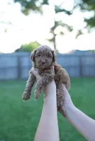 Honey, a female Miniature Goldendoodle for sale in Houston, TX – 3 of 4
