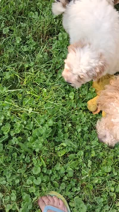 Dudley, a male Poodle - Miniature  for sale in Warren, MI – 3 of 4