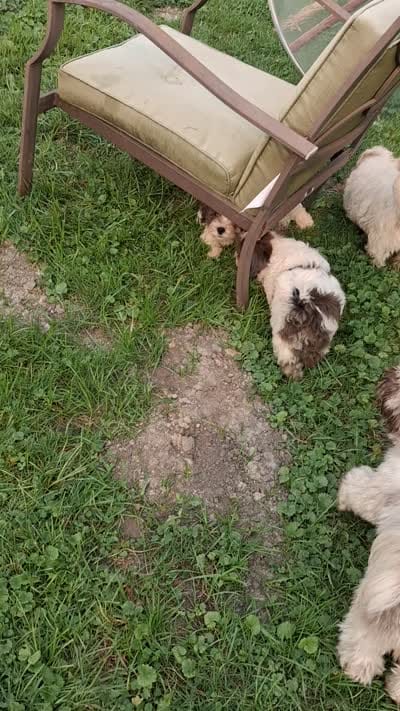 Dudley, a male Poodle - Miniature  for sale in Warren, MI – 2 of 4