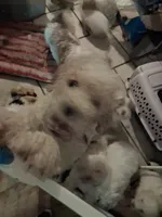 Dudley, a male Poodle - Miniature  for sale in Warren, MI – 2 of 4