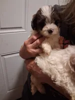 Lexi, a male Shihpoo for sale in Warren, MI – 2 of 3