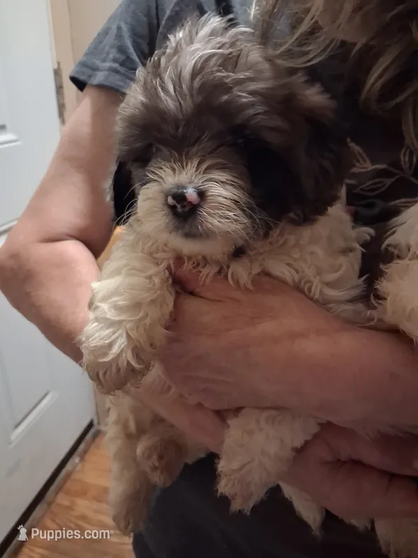 Lexi – Shihpoo puppy for sale in Warren, MI