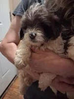 Lexi, a male Shihpoo for sale in Warren, MI – 1 of 3