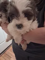 Lexi, a male Shihpoo for sale in Warren, MI – 3 of 3