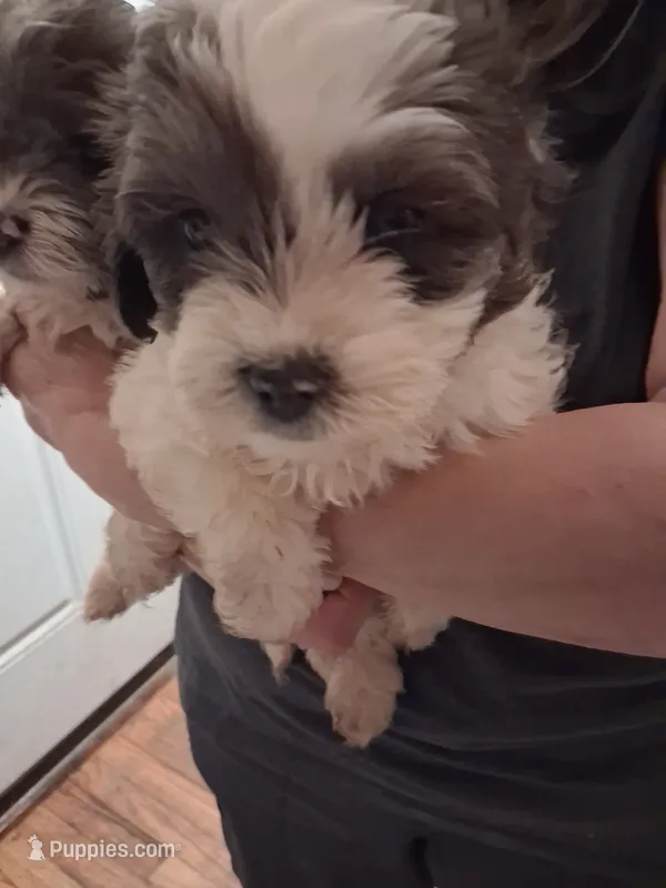 Sally – Shihpoo puppy for sale in Warren, MI