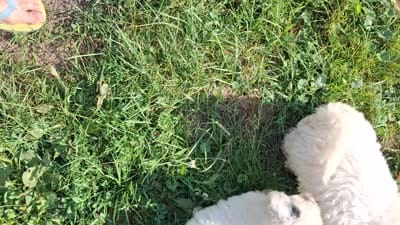 Dudley, a male Poodle - Miniature  for sale in Warren, MI – 4 of 4