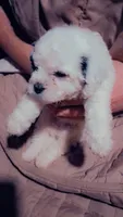 Spotty, a female Bichon Frise for sale in Warren, MI – 6 of 6