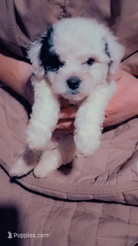 Spotty – Bichon Frise puppy for sale in Warren, MI