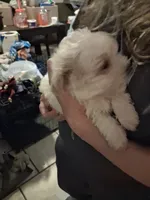 Sweety, a male Shihpoo for sale in Warren, MI – 2 of 3