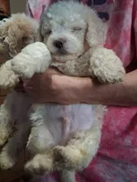 Dewy, a male Bichon Frise for sale in Warren, MI – 3 of 4