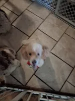 Dudley, a male Poodle - Miniature  for sale in Warren, MI – 4 of 4