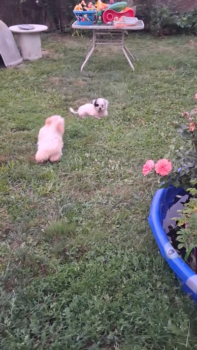Spotty, a female Bichon Frise for sale in Warren, MI – 9 of 9