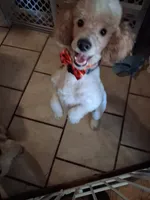 Dudley, a male Poodle - Miniature  for sale in Warren, MI – 3 of 4
