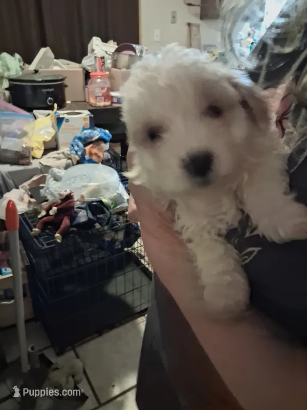Sweety – Shihpoo puppy for sale in Warren, MI