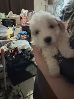 Sweety, a male Shihpoo for sale in Warren, MI – 1 of 3