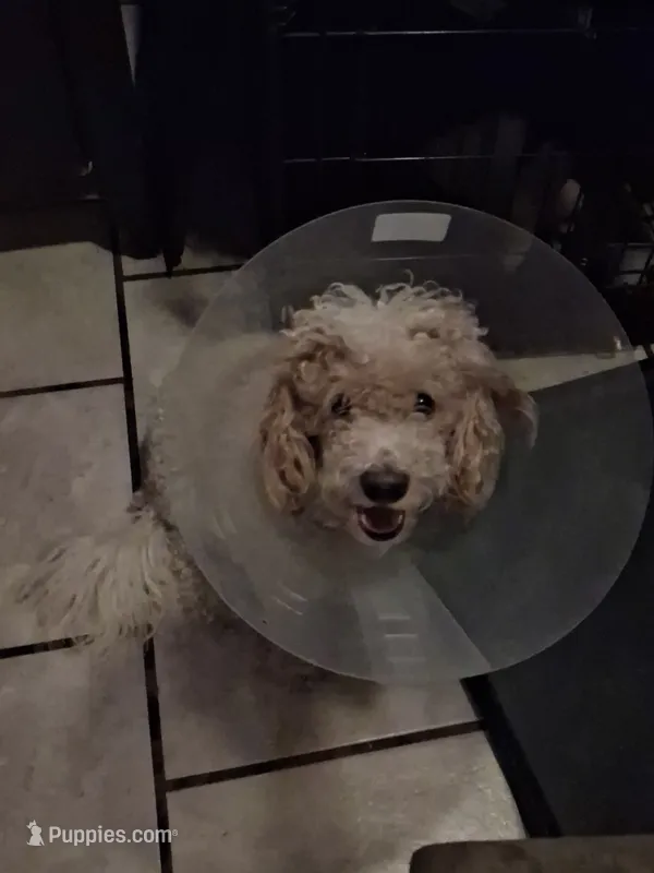 Dudley – Poodle - Miniature  puppy for sale in Warren, MI