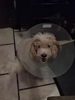 Dudley, a male Poodle - Miniature  for sale in Warren, MI – 1 of 4