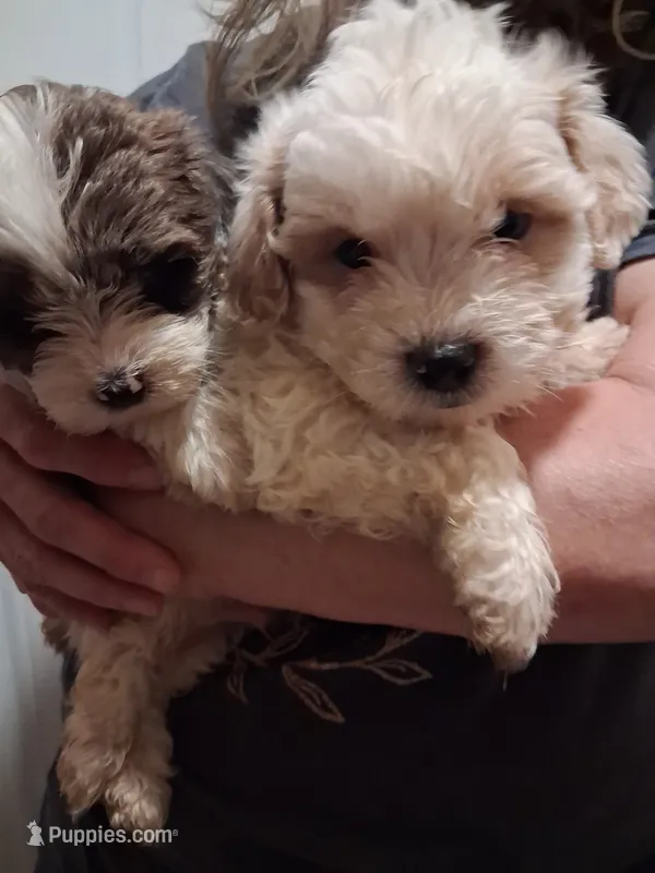 Sweety – Shihpoo puppy for sale in Warren, MI