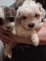 Sweety, a male Shihpoo for sale in Warren, MI – 3 of 3