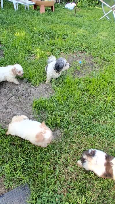Spotty, a female Bichon Frise for sale in Warren, MI – 8 of 9