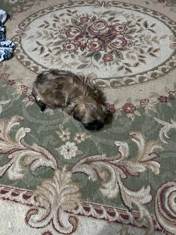 Not named  – Shih Tzu puppy for sale in Dallas, TX