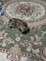 Not named , a male Shih Tzu for sale in Dallas, TX – 1 of 2
