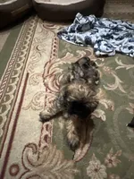 Not named , a male Shih Tzu for sale in Dallas, TX – 2 of 2