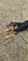 Bear, a male German Shepherd Dog and Bernese Mountain Dog for sale in Fort Wayne, IN – Photo 2 of 2