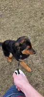Bear, a male German Shepherd Dog and Bernese Mountain Dog for sale in Fort Wayne, IN – Photo 1 of 2