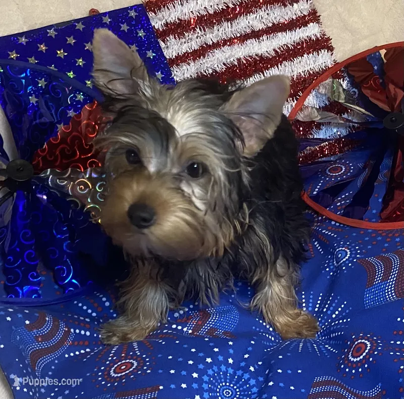 Penny, Sue. #1 – Yorkshire Terrier puppy for sale in Seminole, OK