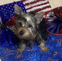 Penny, Sue. #1, a male Yorkshire Terrier for sale in Seminole, OK – 1 of 10