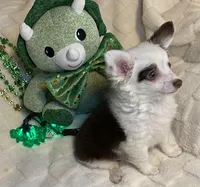 Olivia C. #3, a male Chihuahua for sale in Seminole, OK – Photo 5 of 6