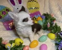 Olivia C. #3, a male Chihuahua for sale in Seminole, OK – Photo 3 of 6