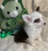 Olivia C. #3, a male Chihuahua for sale in Seminole, OK – Photo 6 of 6