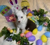 Olivia C. #3, a male Chihuahua for sale in Seminole, OK – Photo 1 of 6