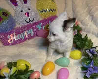 Olivia C. #3, a male Chihuahua for sale in Seminole, OK – Photo 2 of 6