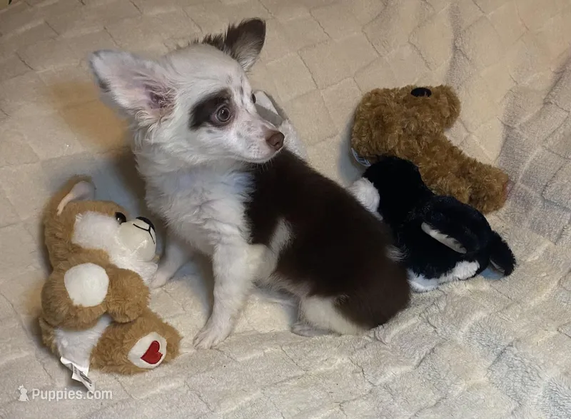 Olivia C. #3 – Chihuahua puppy for sale in Seminole, OK