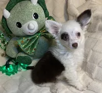 Olivia C. #3, a male Chihuahua for sale in Seminole, OK – Photo 4 of 6