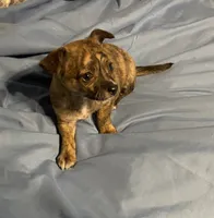 Abigail Lydia #4, a female Chihuahua for sale in Seminole, OK – 3 of 6