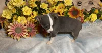 Blaire ( Olivia C # 4 ), a female Chihuahua for sale in Seminole, OK – 6 of 6