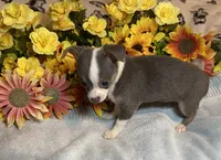 Blaire ( Olivia C # 4 ), a female Chihuahua for sale in Seminole, OK – 3 of 6