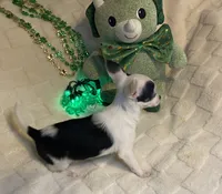 Olivia C  #5, a female Chihuahua for sale in Seminole, OK – Photo 5 of 6