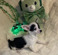 Olivia C  #5, a female Chihuahua for sale in Seminole, OK – Photo 6 of 6