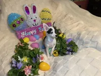 Olivia C  #5, a female Chihuahua for sale in Seminole, OK – Photo 3 of 6