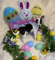 Olivia C  #5, a female Chihuahua for sale in Seminole, OK – Photo 2 of 6