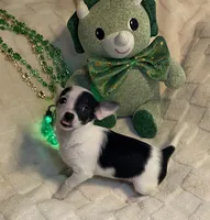 Olivia C  #5, a female Chihuahua for sale in Seminole, OK – Photo 4 of 6