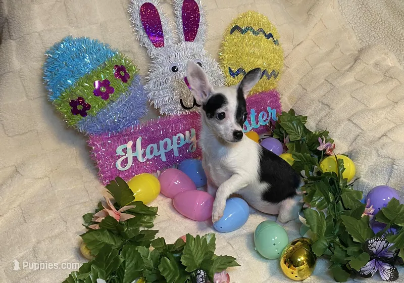 Olivia C  #5 – Chihuahua puppy for sale in Seminole, OK