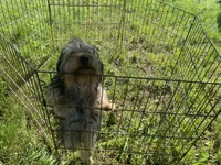 Olivia Y # 1, a male Yorkshire Terrier for sale in Seminole, OK – 2 of 10