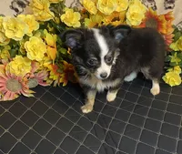 Brooklyn ( Olivia C # 3 ), a female Chihuahua for sale in Seminole, OK – 6 of 6