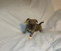 Alexei. Lydia. #2, a male Chihuahua for sale in Seminole, OK – 3 of 5